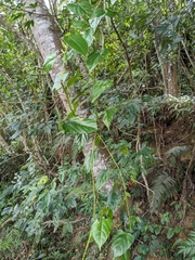 Cissus pteroclada