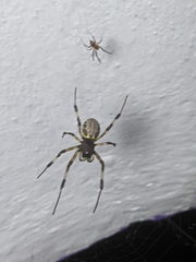 Nephilengys malabarensis