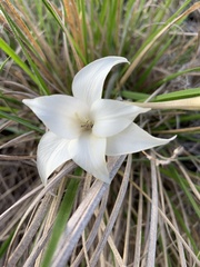 Gladiolus longicollis