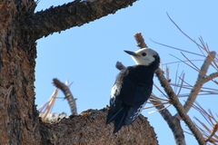 Dryobates albolarvatus