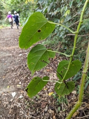 Cissus pteroclada