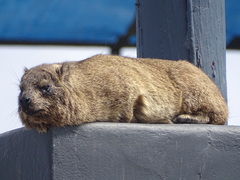 Procavia capensis capensis