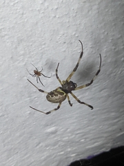 Nephilengys malabarensis