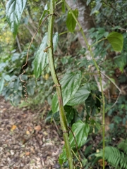 Cissus pteroclada