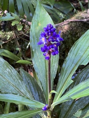 Dichorisandra thyrsiflora