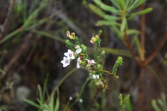 Adenandra uniflora