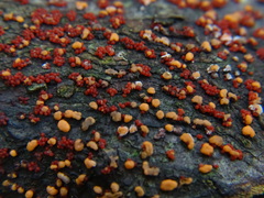 Nectria cinnabarina