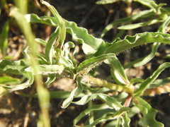 Hysterionica jasionoides