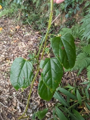 Cissus pteroclada