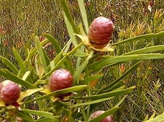 Leucadendron eucalyptifolium
