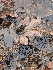 Lithobates