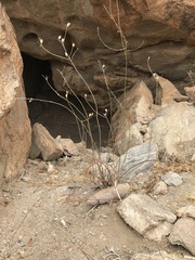 Montinia caryophyllacea