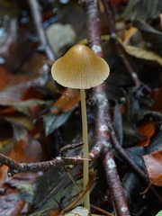 Parasola conopilea