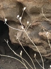 Montinia caryophyllacea