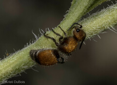 Pseudomethoca propinqua