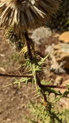 Echinops spinosissimus