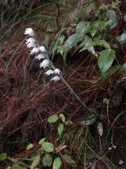 Goodyera schlechtendaliana