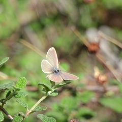Leptotes pirithous