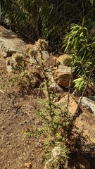 Echinops spinosissimus