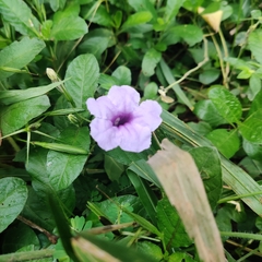 Ruellia tuberosa
