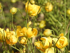 Senna aphylla