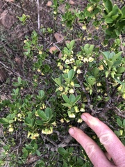 Diospyros lycioides