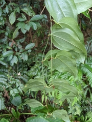 Smilax