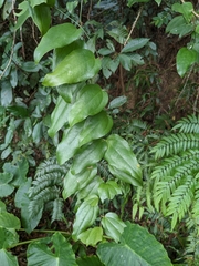 Smilax