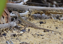 Psammodromus occidentalis