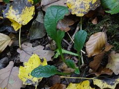 Ajuga reptans