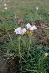 Armeria maritima