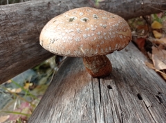 Hemipholiota