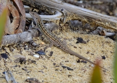 Psammodromus occidentalis