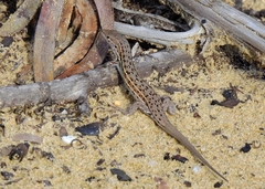 Psammodromus occidentalis