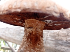Hemipholiota