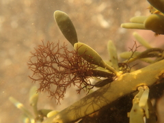 Vertebrata lanosa