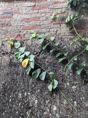 Rhaphidophora hongkongensis