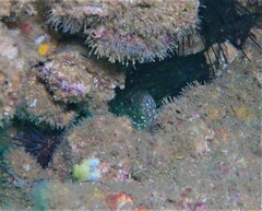 Epinephelus labriformis