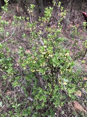 Diospyros lycioides