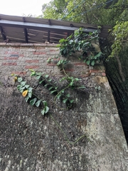 Rhaphidophora hongkongensis