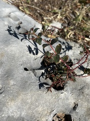 Euphorbia nutans