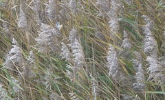 Panurus biarmicus