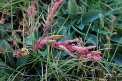 Suaeda maritima