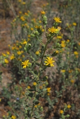 Heterotheca sessiliflora echioides
