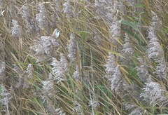 Panurus biarmicus