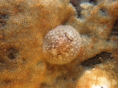 Onchidoris bilamellata