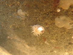 Aulactinia stella