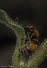 Pseudomethoca propinqua