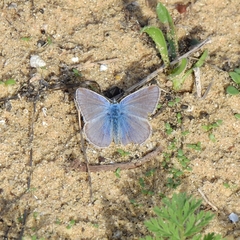 Polyommatus