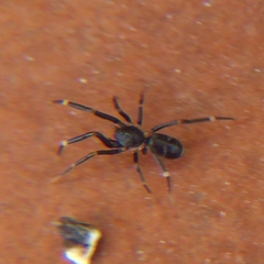 Liophrurillus flavitarsis